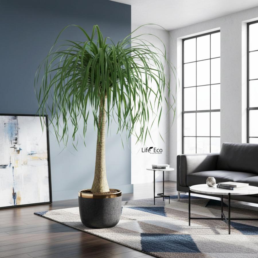 観葉植物 大型 ノリナ（トックリラン、ポニーテール） / 10寸・約W90cm