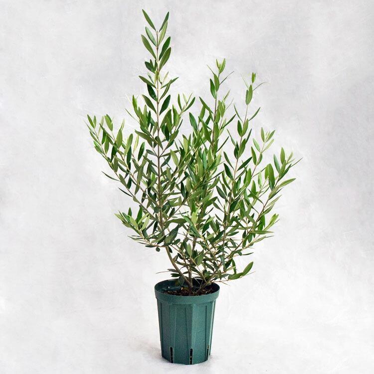 庭木・植木・観葉植物 オリーブ・ひなかぜ / 5寸・W45cm×H75cm