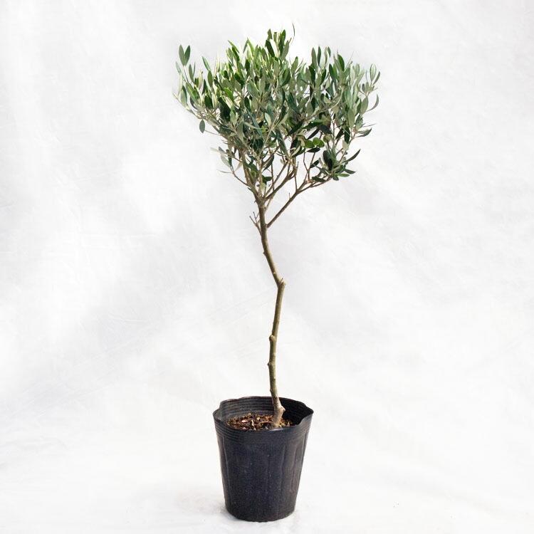庭木・植木 オリーブ（スタンド仕立・トピアリー） / 5寸・W30cm×H70cm 