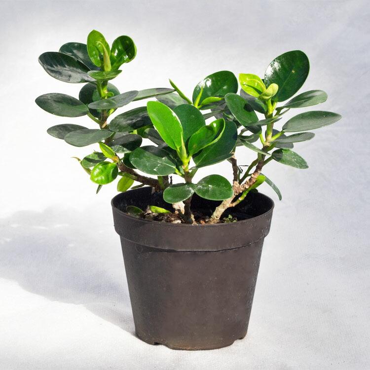 観葉植物【数量限定】パンダガジュマル / 3寸・約W15cm×H18cm : ライフ