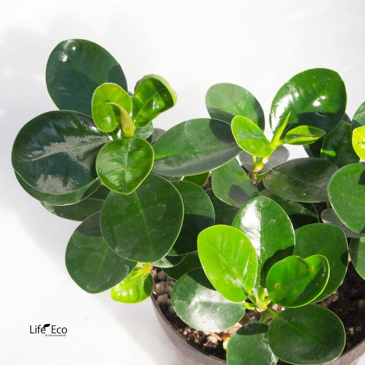 観葉植物【数量限定】パンダガジュマル / 3寸・約W15cm×H18cm : ライフ