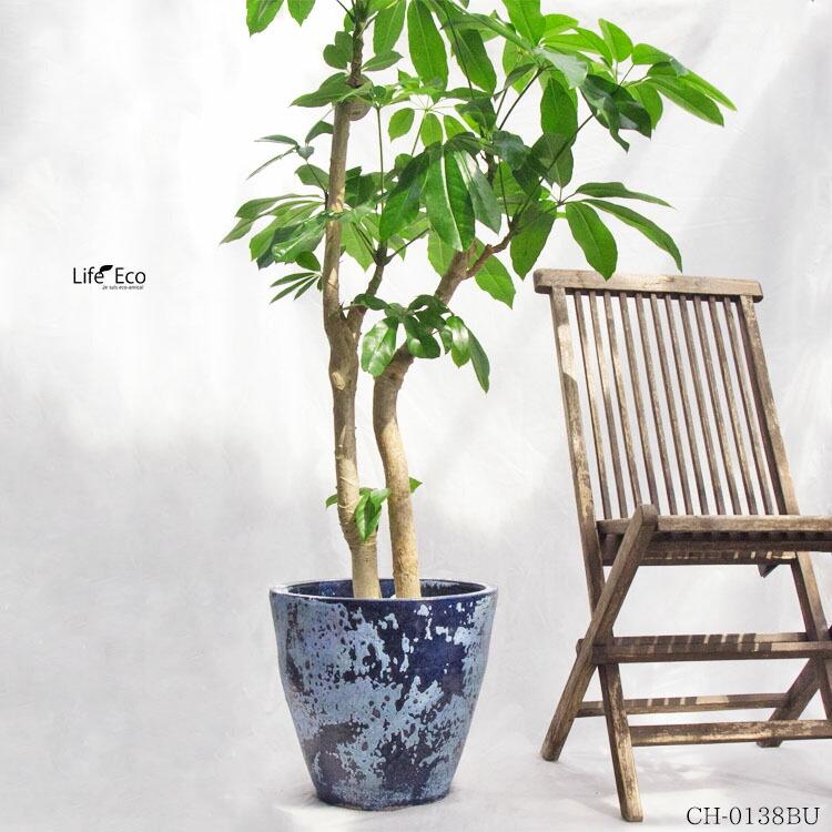 観葉植物 大型 シェフレラ・バッサイア（ブラッサイア / アクティノ 