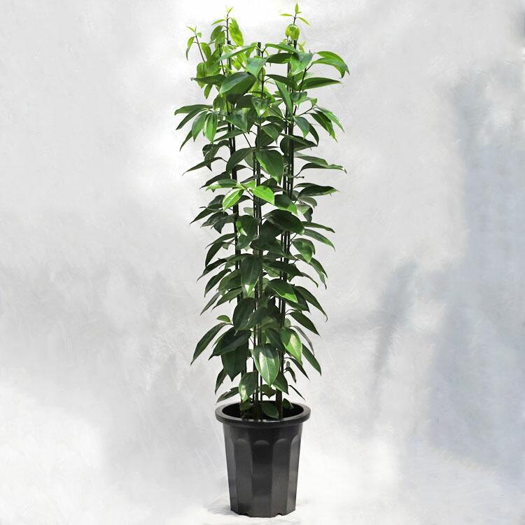 観葉植物 大型 シナモン（セイロンニッケイ） / 10寸・約W60cm×H160cm
