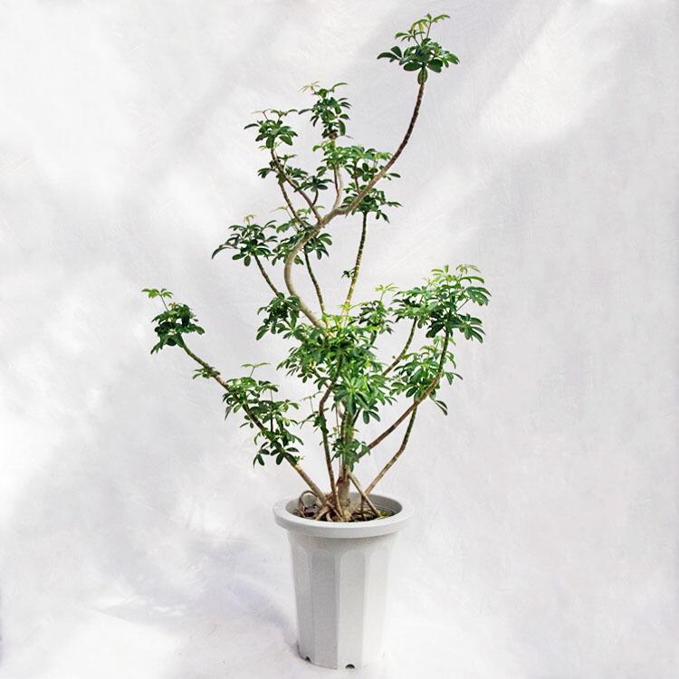 観葉植物 シェフレラ・コンパクター / 8寸・約W55cm×H100cm : ライフ 