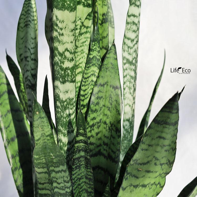 観葉植物 サンスベリア・ゼラニカ / 6寸・約W35cm×H60〜85cm : ライフ