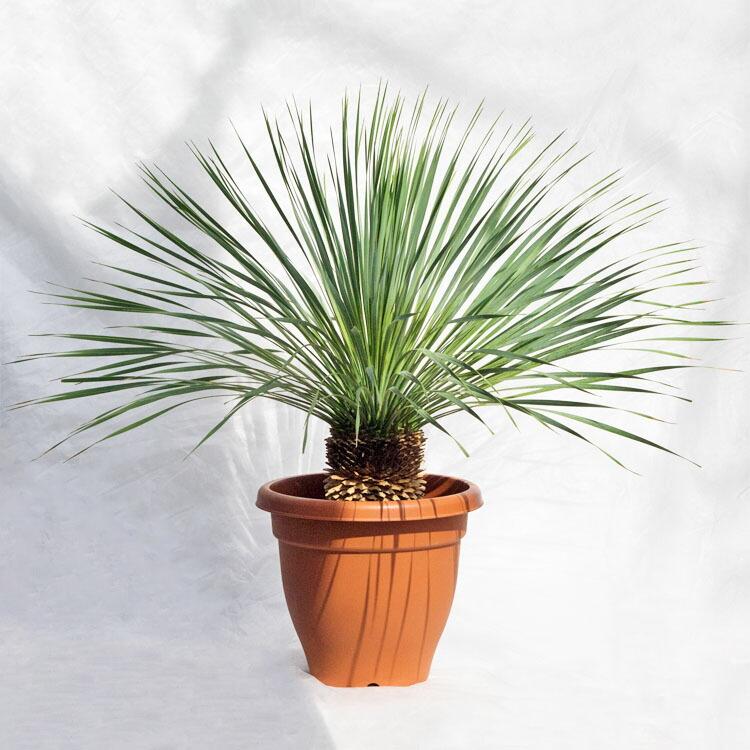 庭木 植木 ユッカ ロストラータ