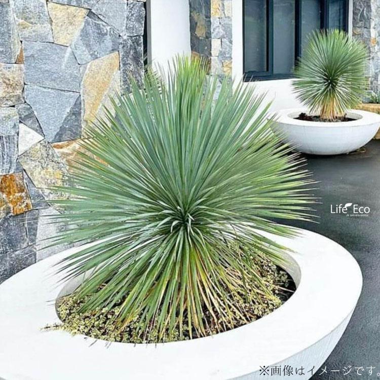 ユッカ ロストラータ （樹高:約120cm）Mar15 ユッカ ロストラータ （樹高:約120cm）Mar15