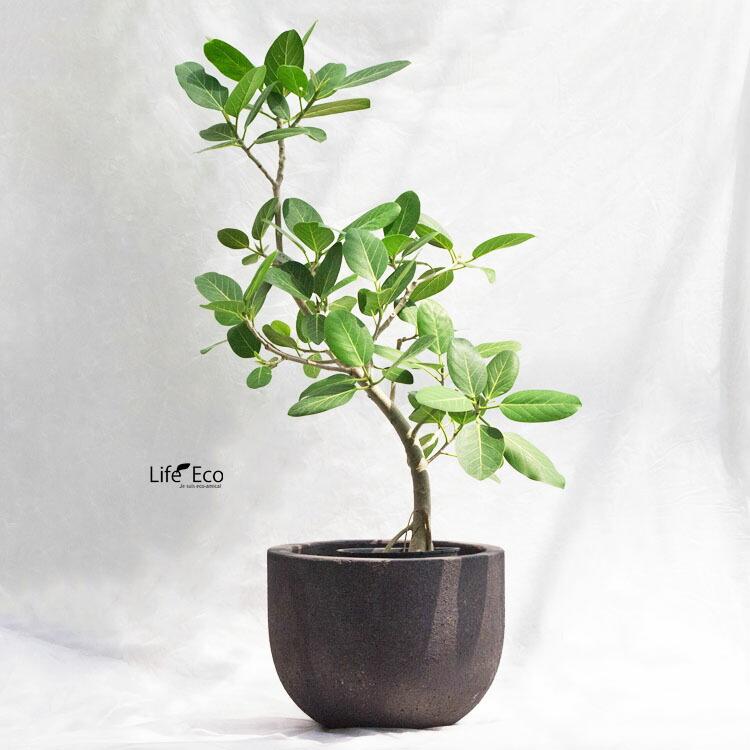 植木鉢 大型 デッカー ボウル ダークグレー（ブラック・黒） φ48cm