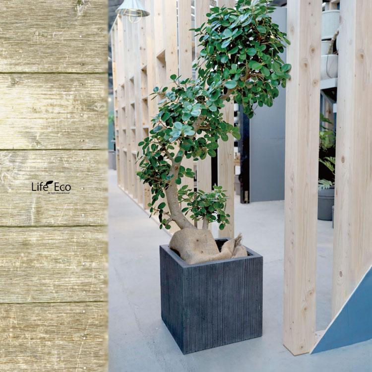 植木鉢 軽量大型 FRP製 エンバス キューブ ホワイト（白） / □50cm×H50cm（17号）の画像