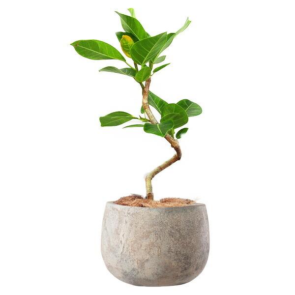 植木鉢 テラコッタ製 アンティーク調 23cmフリット バルーン