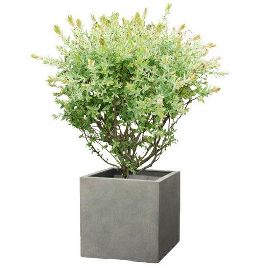植木鉢 大型 軽量 FPR製 モードライト キューブ ライトグレー □55cm×H55cm（18号 18寸）の画像
