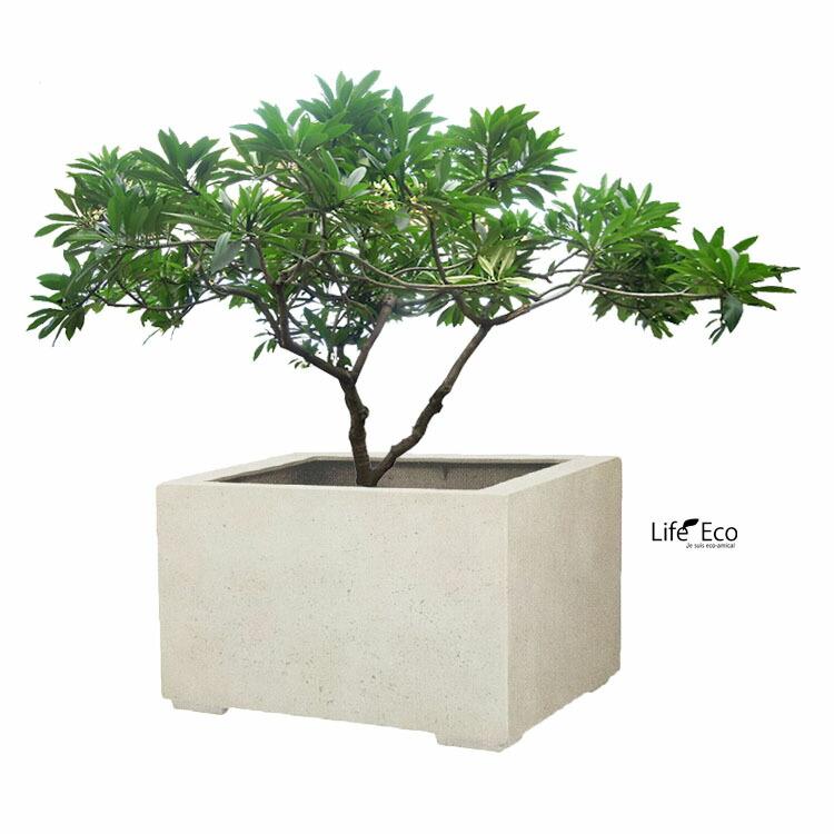 植木鉢 大型 軽量 FPR製 モードライト ローキューブ アンティークホワイト（白） / □60cm×H42.5cm（20号）の画像