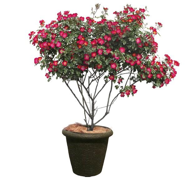 おしゃれ 樹脂製 軽量 植木鉢 新素材ポリストーンライト 外径80cm 高さ69cm ビアス リムス ブラック 大型の画像