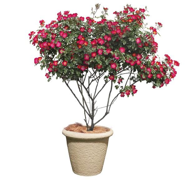 おしゃれ 樹脂製 軽量 植木鉢 新素材ポリストーンライト 外径80cm 高さ69cm ビアス リムス アイボリー 大型の画像