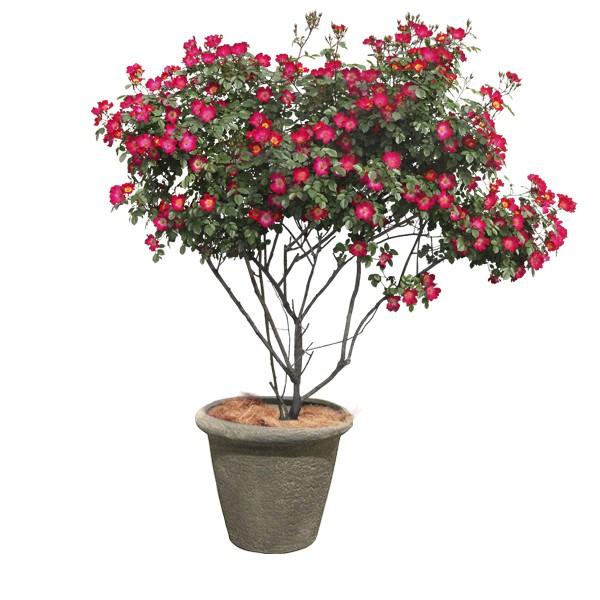 おしゃれ 樹脂製 軽量 植木鉢 新素材ポリストーンライト 外径80cm 高さ69cm ビアス リムス グレー 大型 Eb Pllm ライフエコショップ Yahoo 店 通販 Yahoo ショッピング