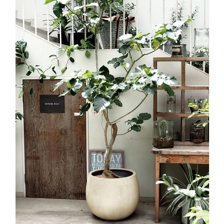 植木鉢 ファイバー製 おしゃれ 軽量 テラニアス 42cm ローバルーン