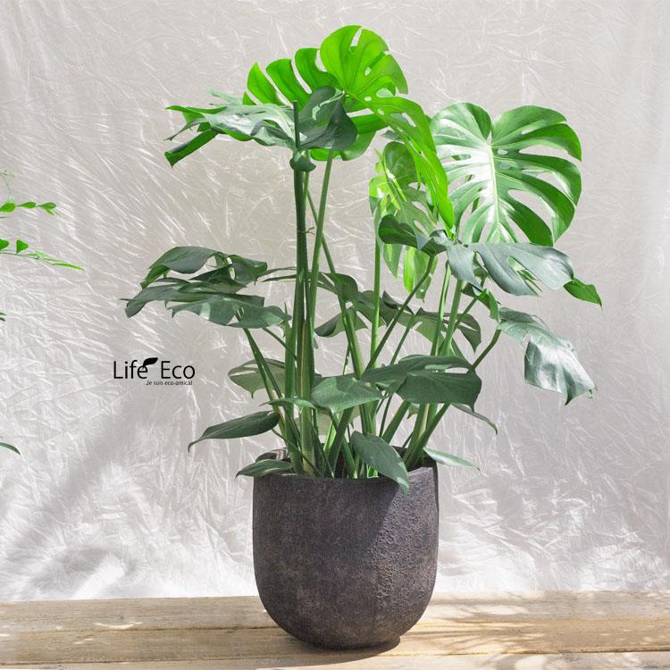 グリーンポット/ラヴァライト Uポット ブラック 41cm 観葉植物 10号