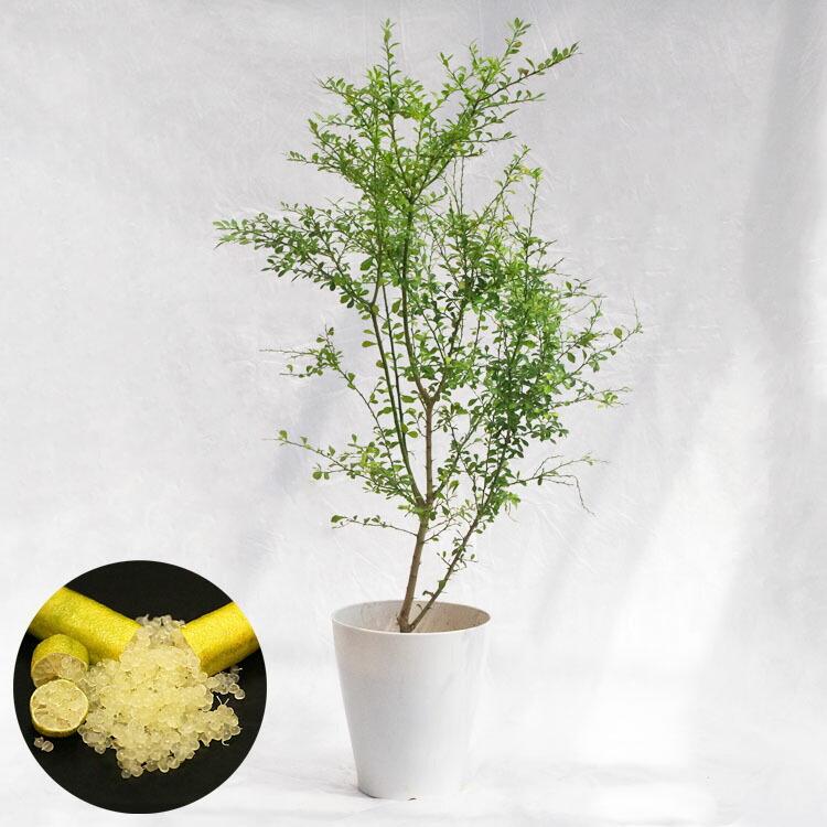 庭木・植木 フィンガーライム・グリーンジャイアント 7寸・W50cm