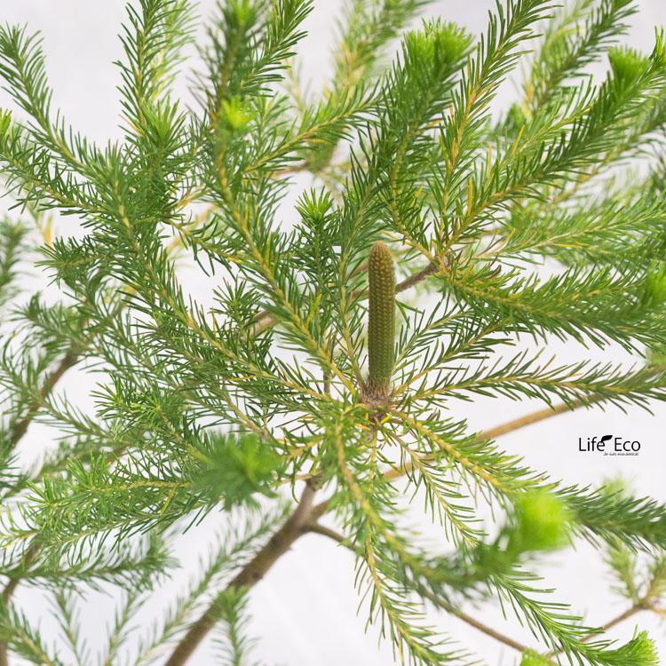 庭木・植木 ヒースバンクシア（バンクシア・エリキフォリア） / 7寸