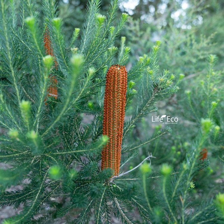 庭木・植木 ヒースバンクシア（バンクシア・エリキフォリア） / 7寸