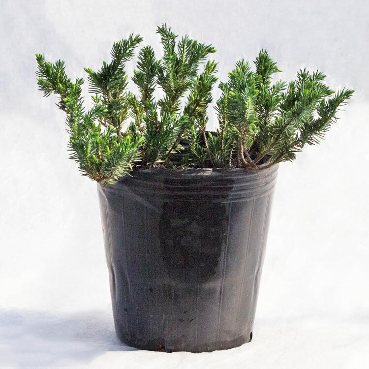 庭木・植木 ジュニパーベリー（杜松果、セイヨウネズ） / 7寸・約W35cm
