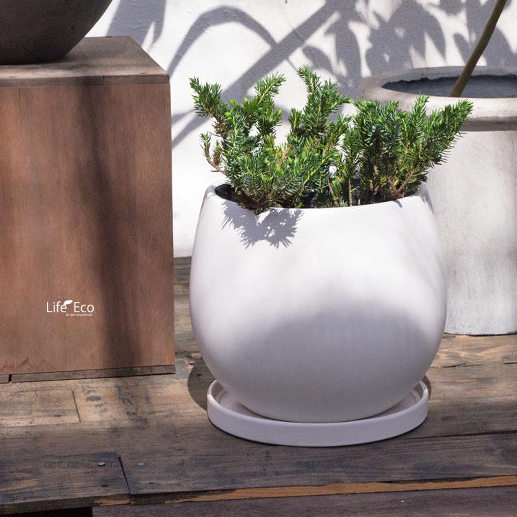 庭木・植木 ジュニパーベリー（杜松果、セイヨウネズ） / 7寸・約W35cm