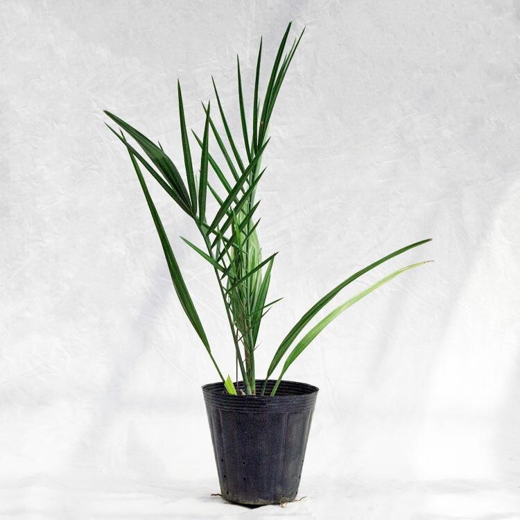 庭木・植木 ナツメヤシ（棗椰子、デーツ） / 6寸・約50cm×H70cm