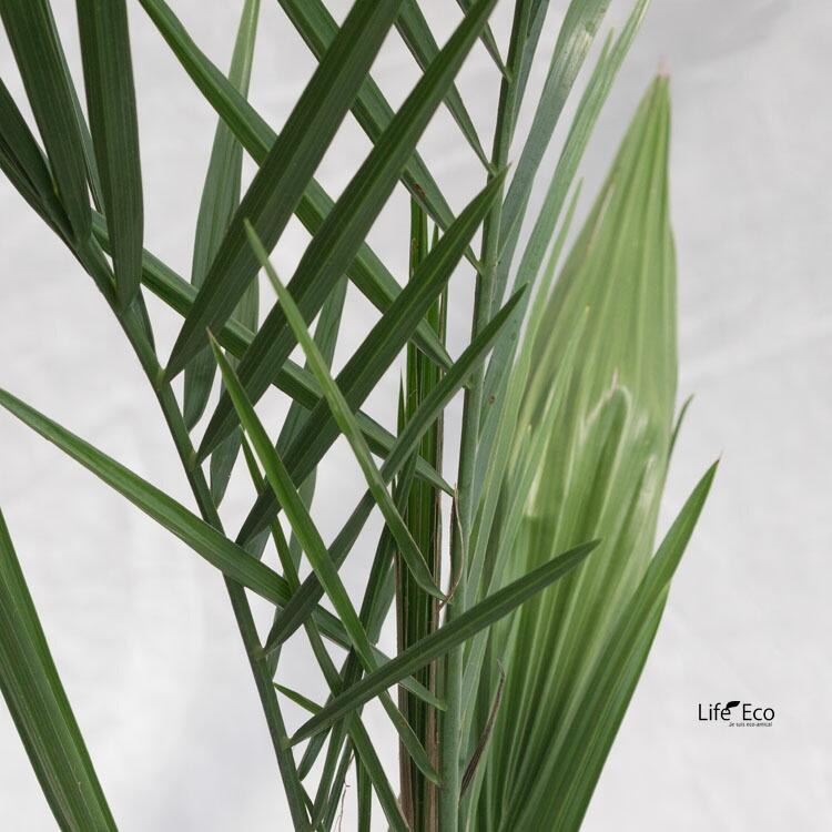 庭木・植木 ナツメヤシ（棗椰子、デーツ） / 6寸・約50cm×H70cm