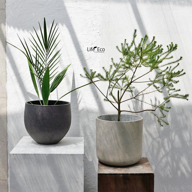 ナツメヤシ　棗椰子　3株脇芽　観葉植物 大型ポット 健康的な根元 庭木・植木 ナツメヤシ（棗椰子、デーツ） / 6寸・約50cm×H70cm