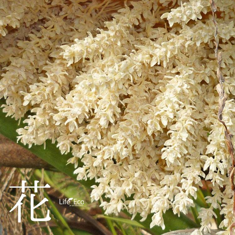 庭木・植木 ナツメヤシ（棗椰子、デーツ） / 6寸・約50cm×H70cm