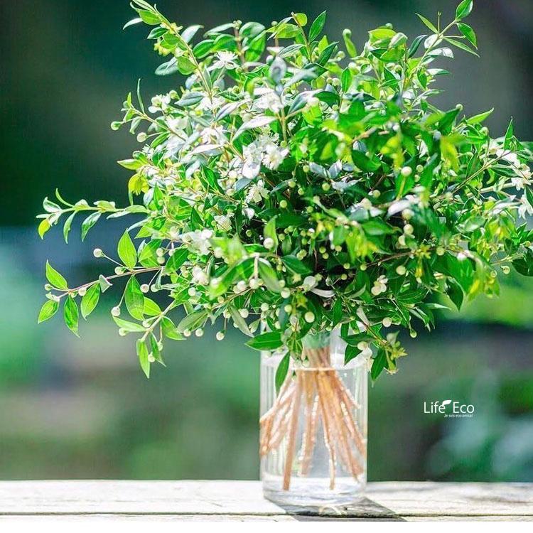 庭木・植木 ギンバイカ(銀梅花、マートル) / 3寸・約H60cm【3 庭木・植木 ギンバイカ(銀梅花、マートル) / 3寸・約H60cm【3