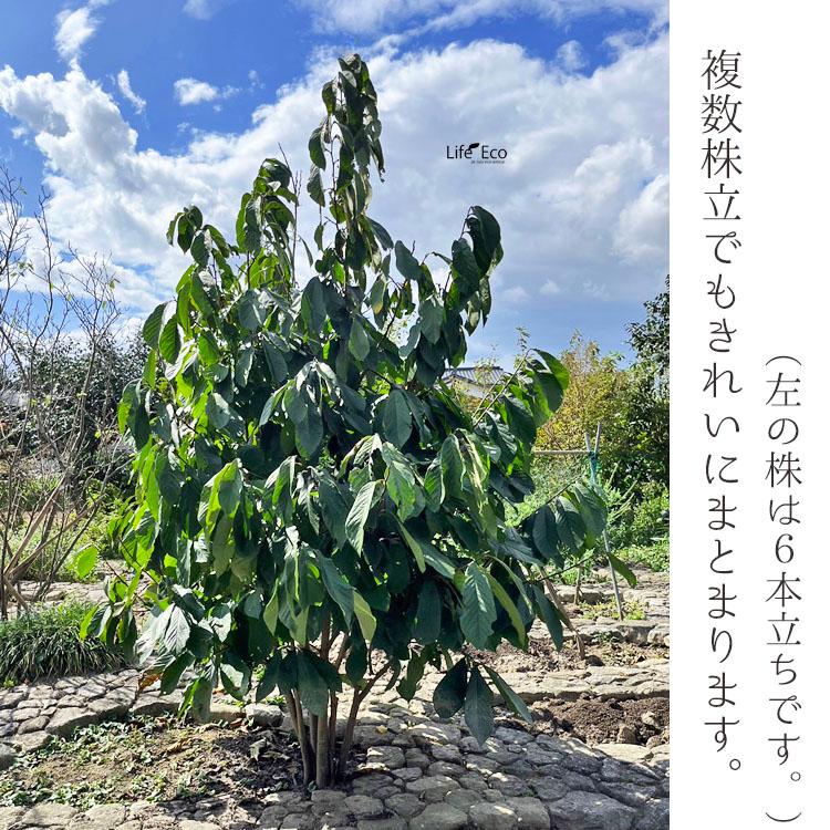 庭木・植木 ポポー（ポーポー） 4年生苗【実生】 2本立 / 5寸・約H40 