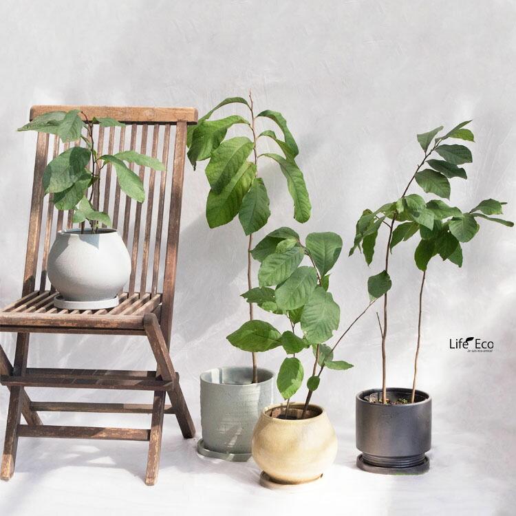 庭木・植木 ポポー（ポーポー） 5年生苗【実生】 2本立 / 5寸・約H60 