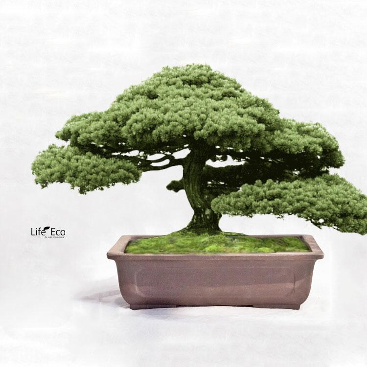 鉢 常滑焼」の人気商品一覧 | 安い商品を通販サイトから探す - 価格