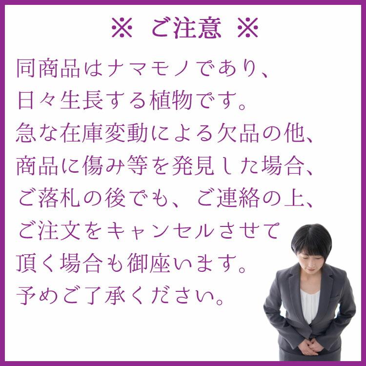 多肉植物 マンガベ・ブラッドスポット / 5寸・約H22cm : ライフエコ