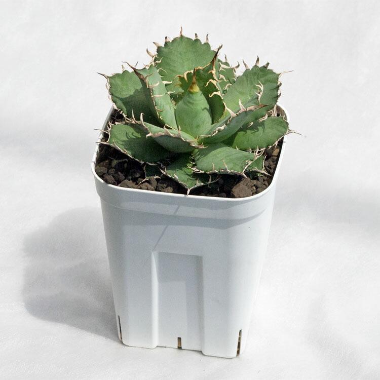 多肉植物 アガベ・フィリグリー（チタノタ/圓葉拇指/拇指厳竜） / 3.5  