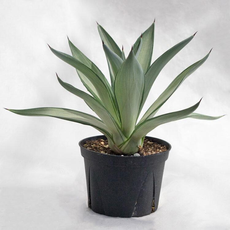 多肉植物 アガベ・デスメティアーナ・シルバースター / 5寸・約W35cm
