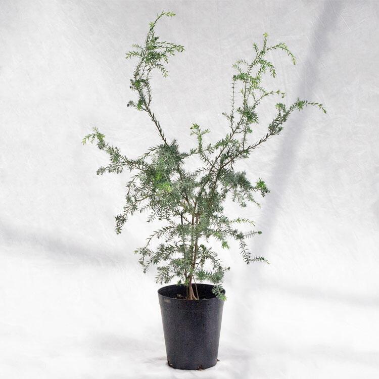 庭木・植木 メラレウカ・インカーナ（インカナ）・ティーツリー / 6寸