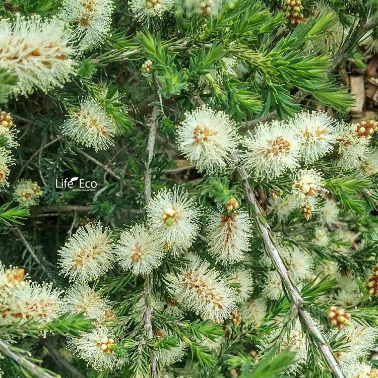 庭木・植木 メラレウカ・インカーナ（インカナ）・ティーツリー / 6寸