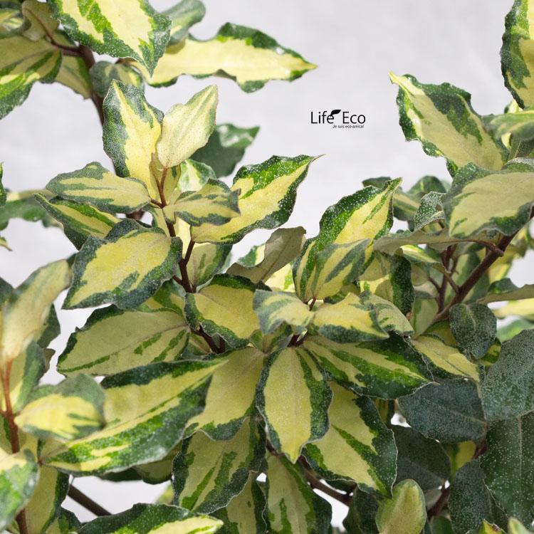 庭木・植木 ナワシログミ・マリリン（斑入りグミ・茱萸） / 7寸・約