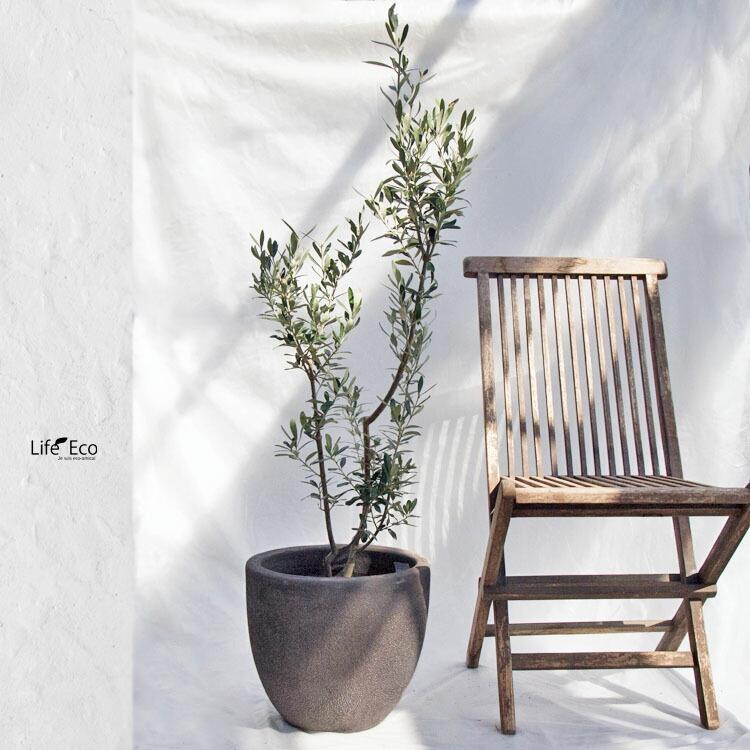 庭木・植木 オリーブ / 7寸・W35cm×H120cm : ライフエコショップ Yahoo