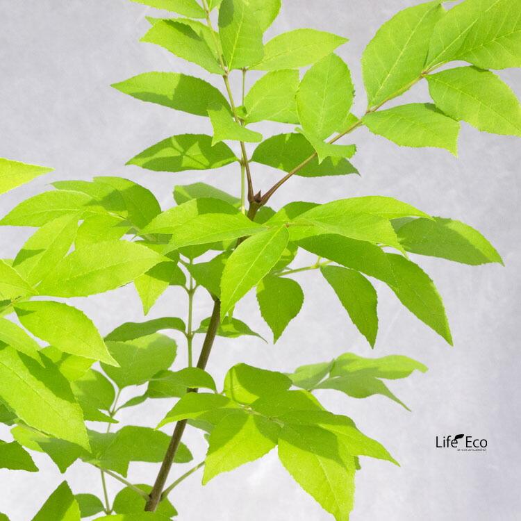 庭木・植木 トネリコ・アオダモ・オーレア（アオタゴ、コバノトネリコ