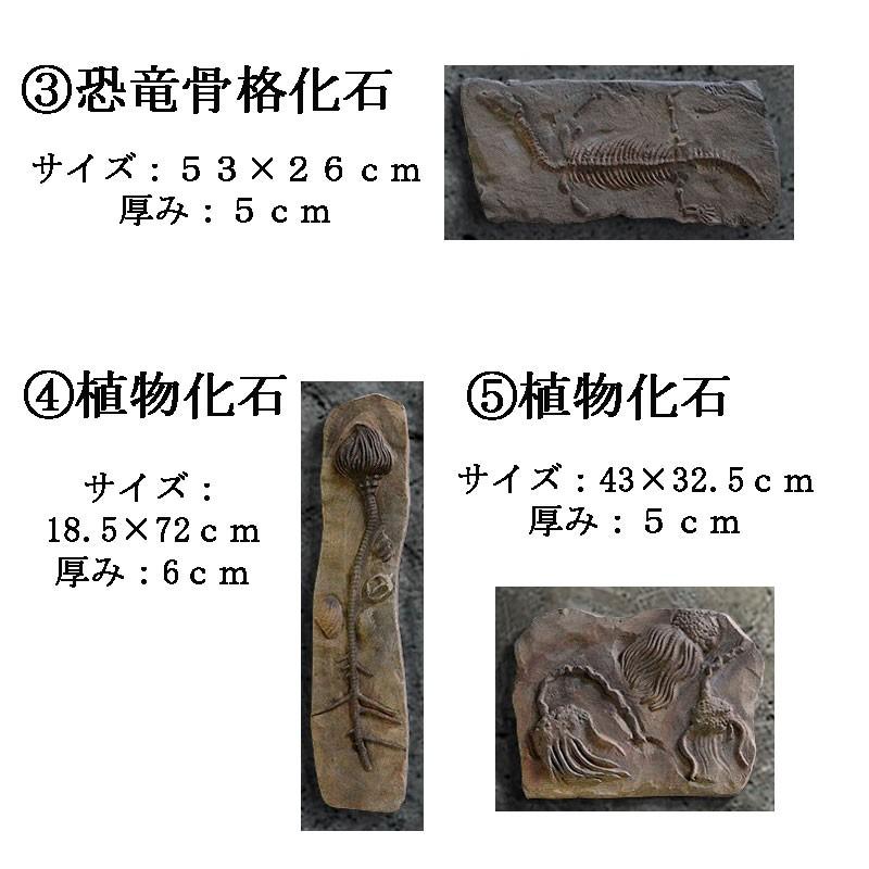 予約販売］【関東限定送料無料】【壁掛け・豪華9点セット】恐竜骨格