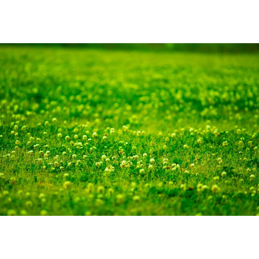 白詰草 シロツメクサ 種子 ホワイトクローバー フィア g 約4平方メートル分 仕様 種子袋 Life With Green Life With Green Yahoo 店 通販 Yahoo ショッピング