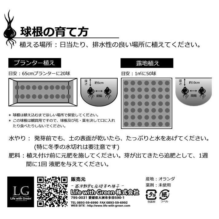 チューリップ球根 赤色系 カップ咲き Dh アペルドン Life With Green Life With Green Yahoo 店 通販 Yahoo ショッピング