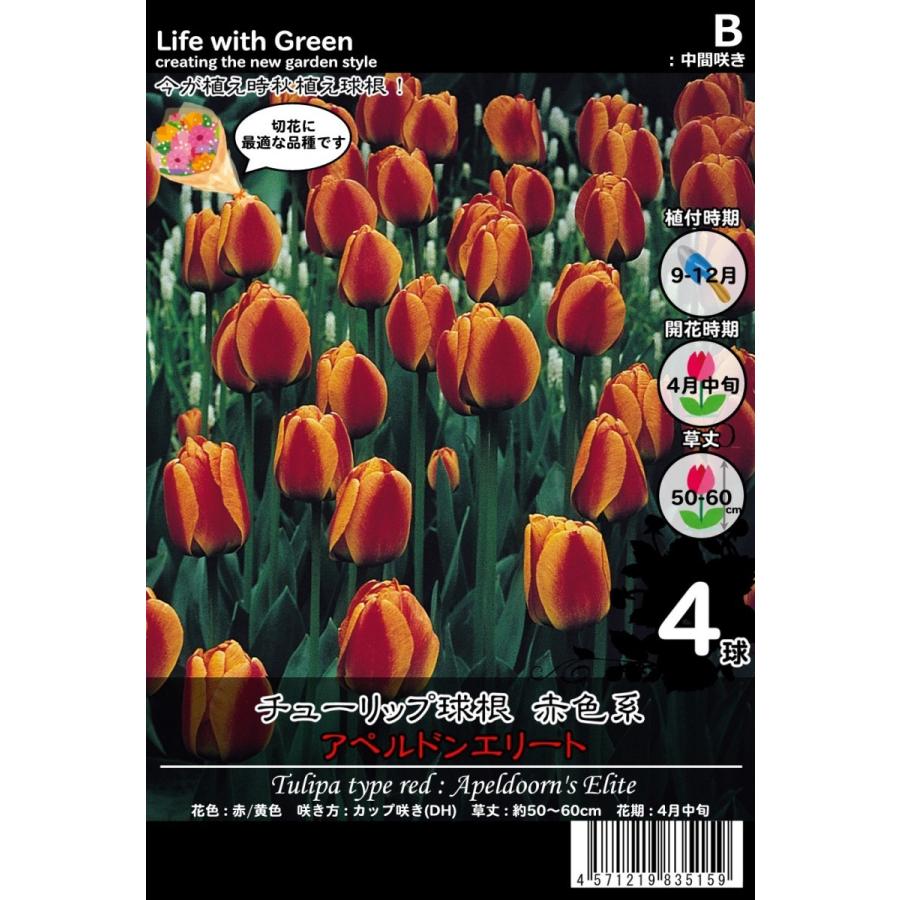 チューリップ球根 赤色系 カップ咲き Dh アペルドンエリート Life With Green Life With Green Yahoo 店 通販 Yahoo ショッピング