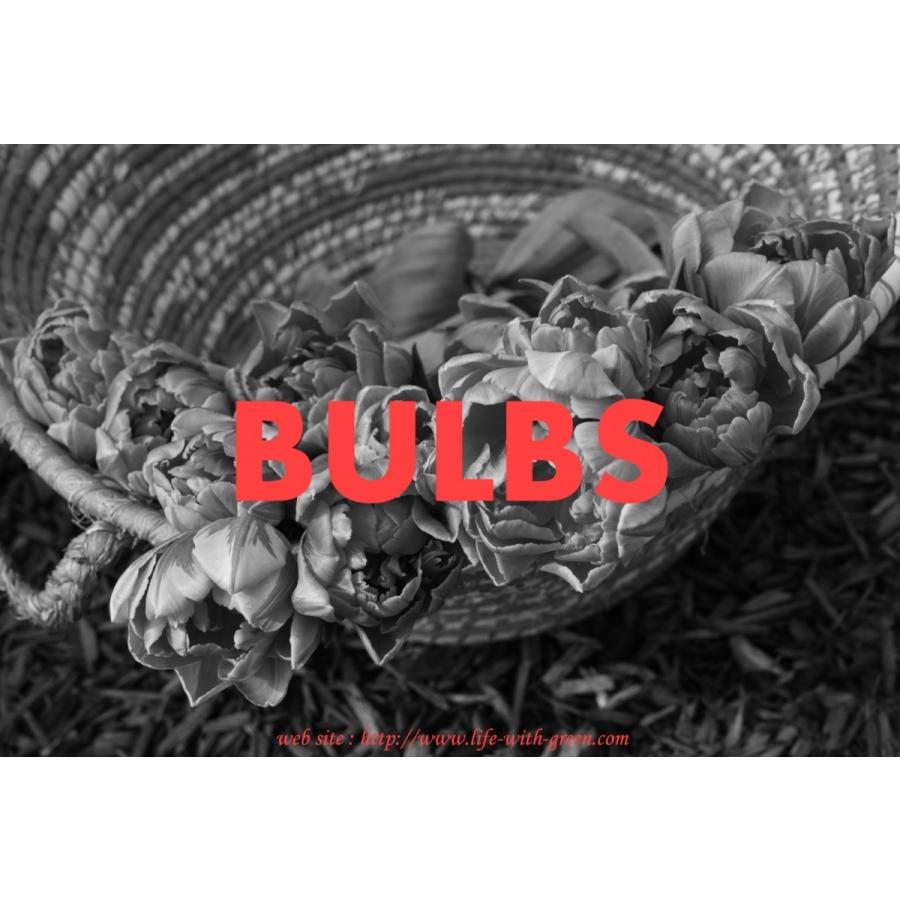 チューリップ球根 橙色系 カップ咲き T プリンセスイレーネ Life With Green Life With Green Yahoo 店 通販 Yahoo ショッピング