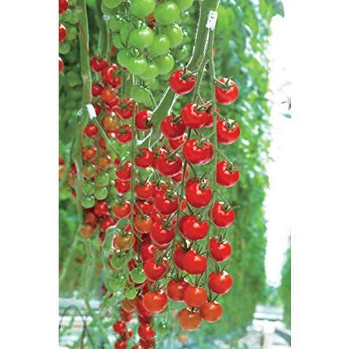 即納特典付き ミニトマト苗 実割れしにくい すずなりトマト 野菜苗 10 5cmポット自根苗 16個セット 露地で楽々作れ 房長70cmにもなり ダブル トリプル花 S Lifefuns 通販 Yahoo ショッピング Web限定 Www Itdc Co Id