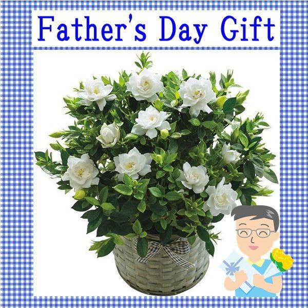 父の日 プレゼント ギフト 古くから親しまれている甘い香りのクチナシの花 ガーデニア鉢植え お届け期間６月１６日 ２０日 送料無料 定番スタイル 5号鉢 花 フラワー