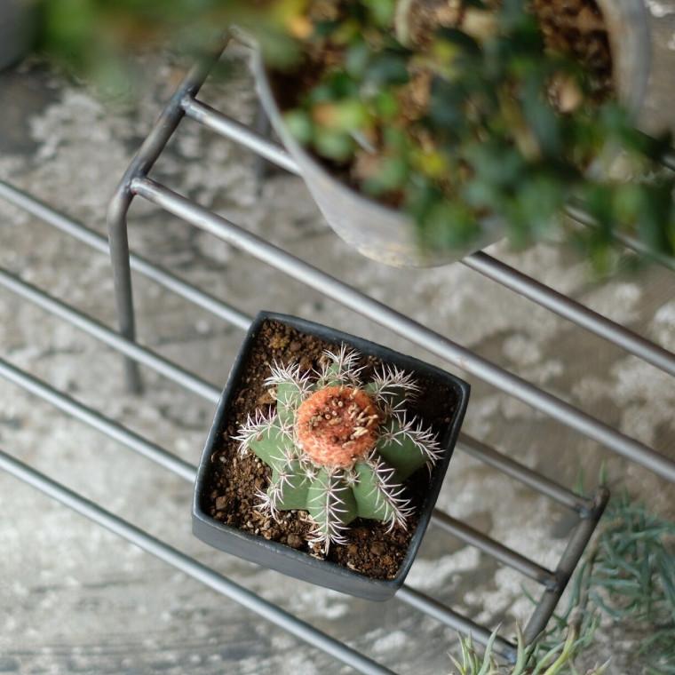 スチールラック・メタルラック KNOP Plant Stands S.M.L Set KNOP Plant Stands S.M.L Set